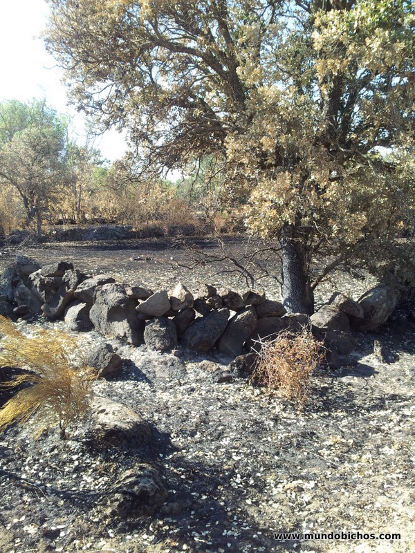 campo quemado