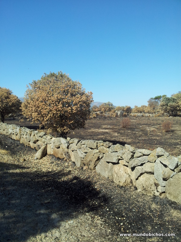 campo quemado