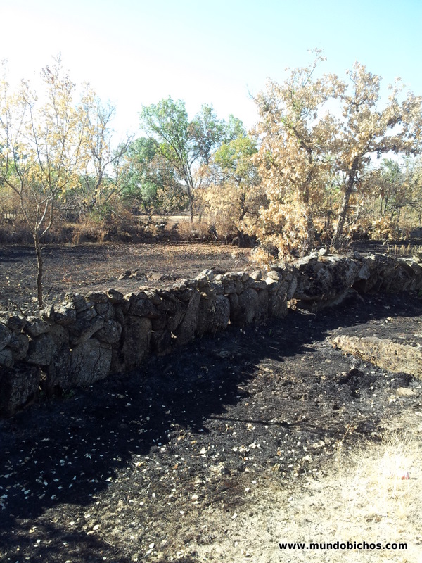 campo quemado