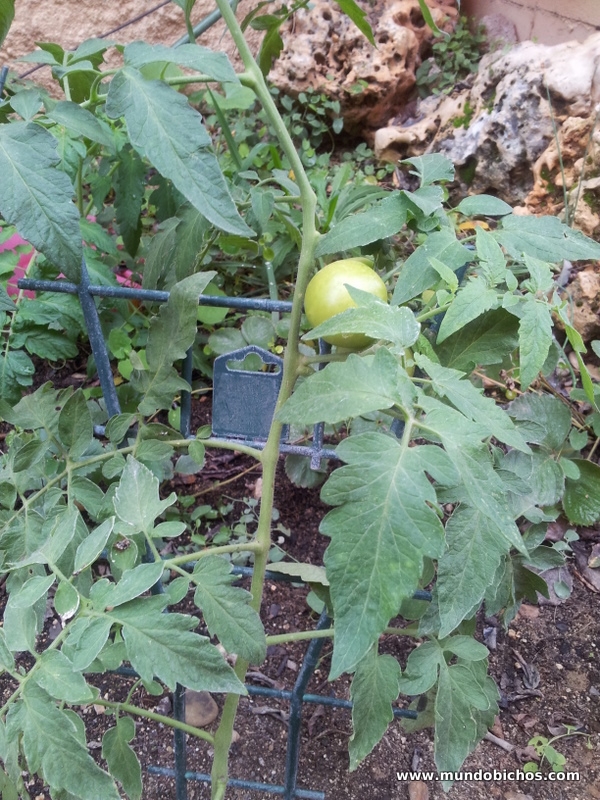 tomates octubre 2013