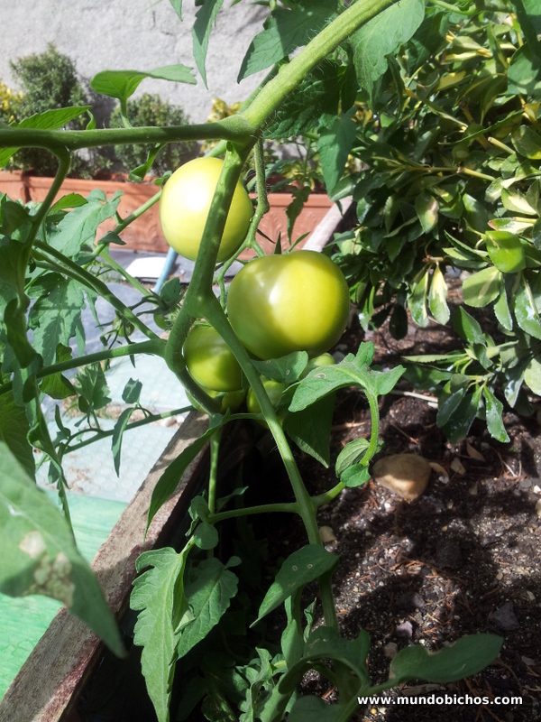 tomates octubre 2013