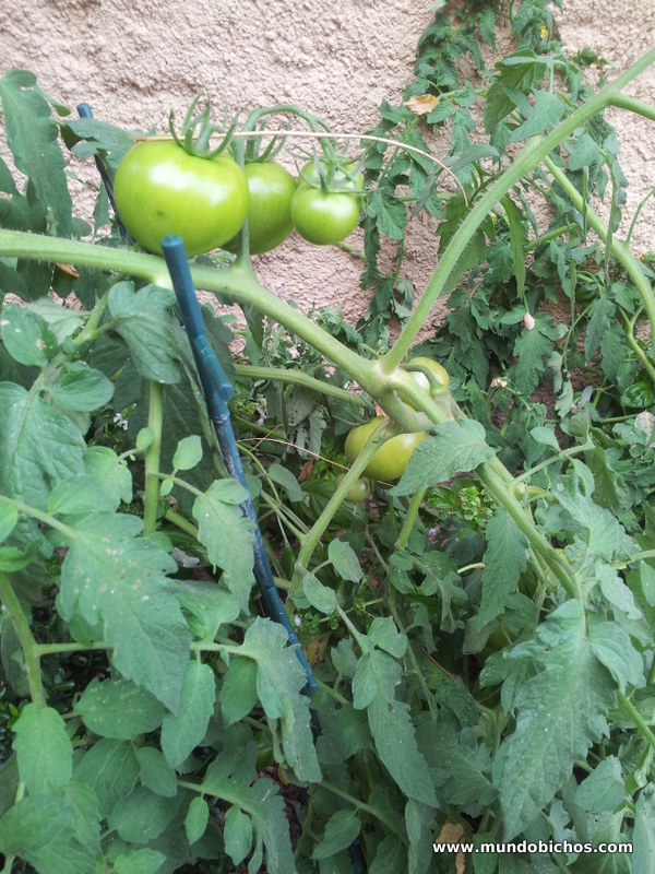 tomates octubre 2013