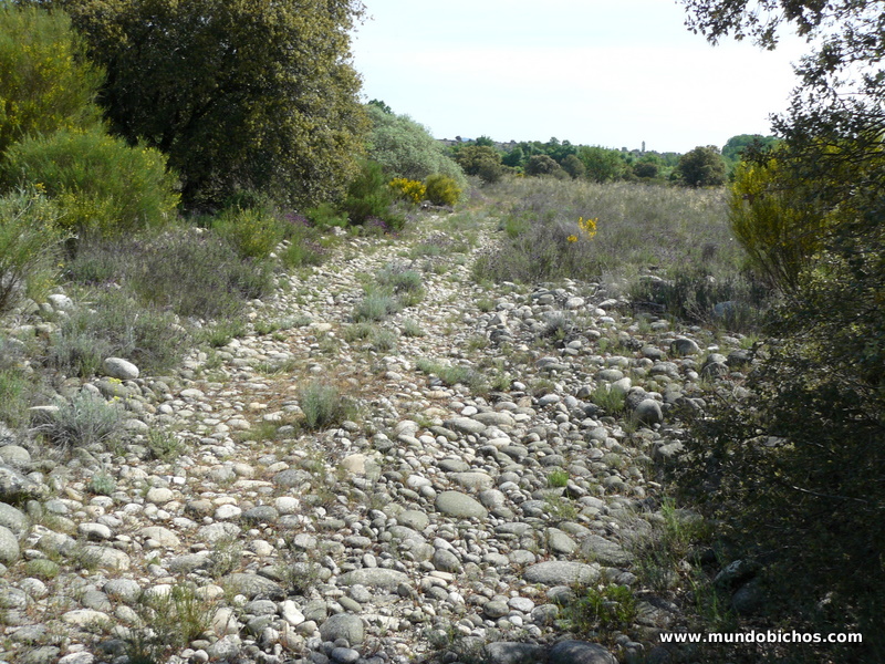 paseo el tejado