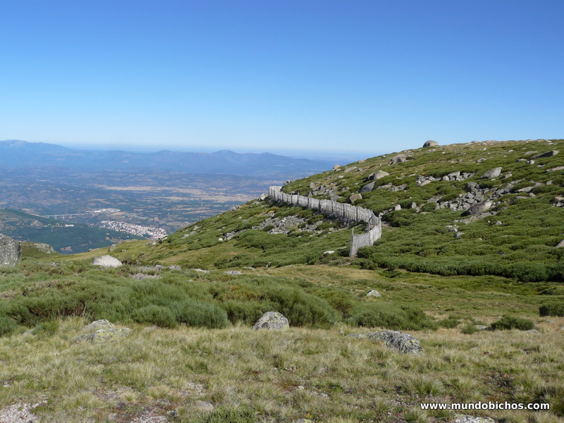 covatilla agosto 2014