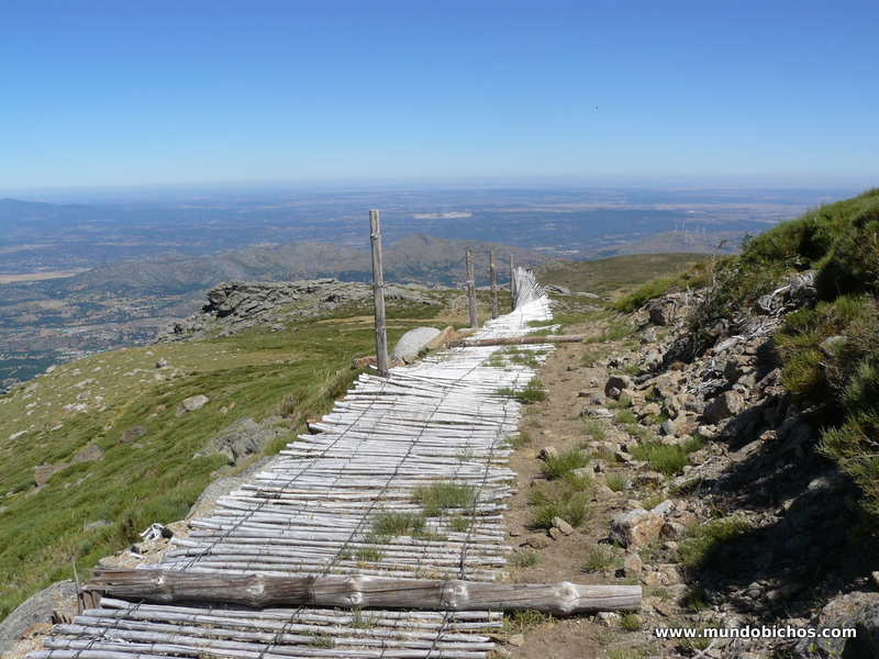 covatilla agosto 2014