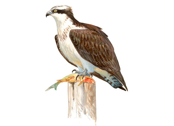 aguila pescadora