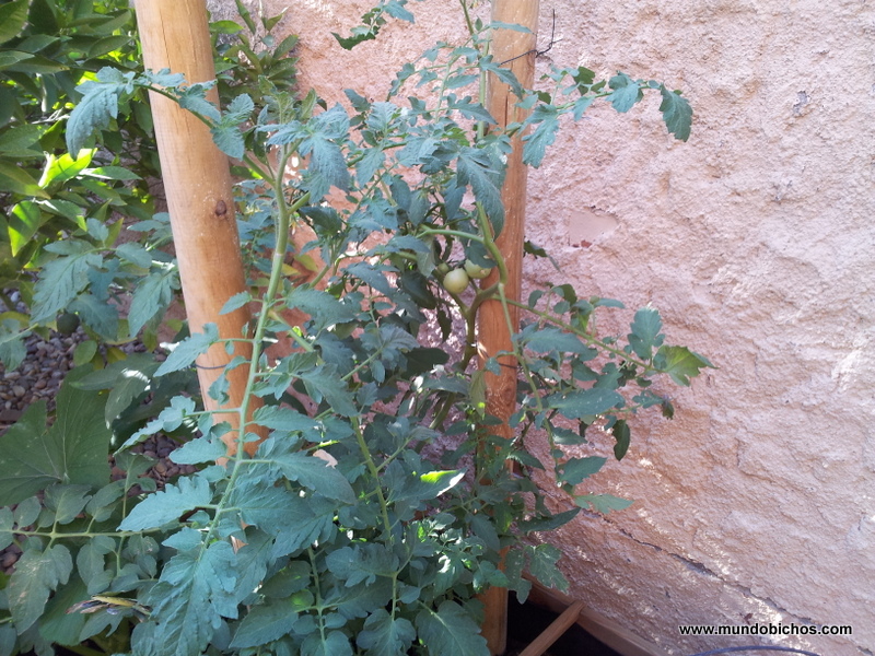 huerto agosto 2014
