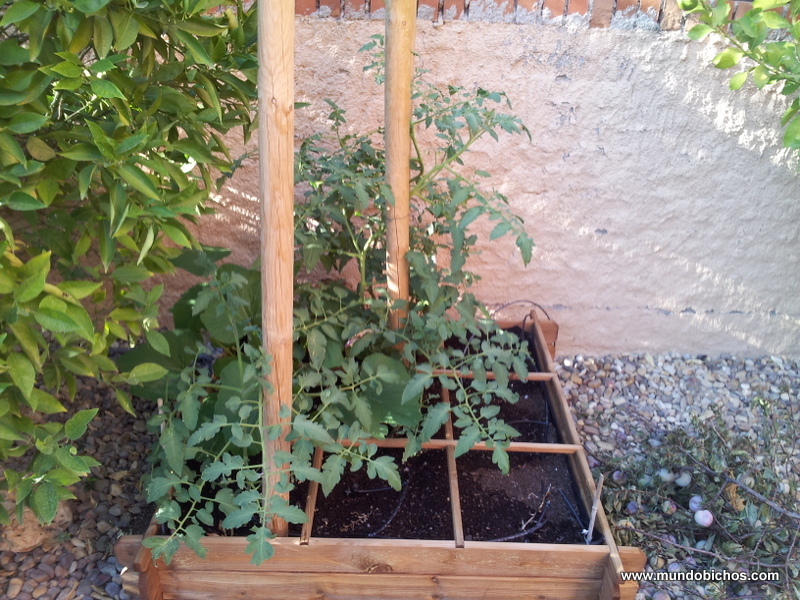 huerto agosto 2014