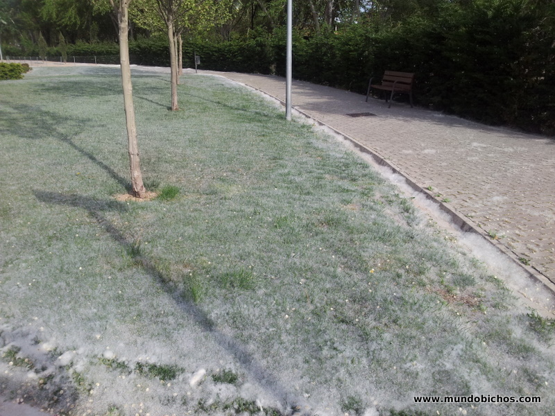 polen en alcobendas