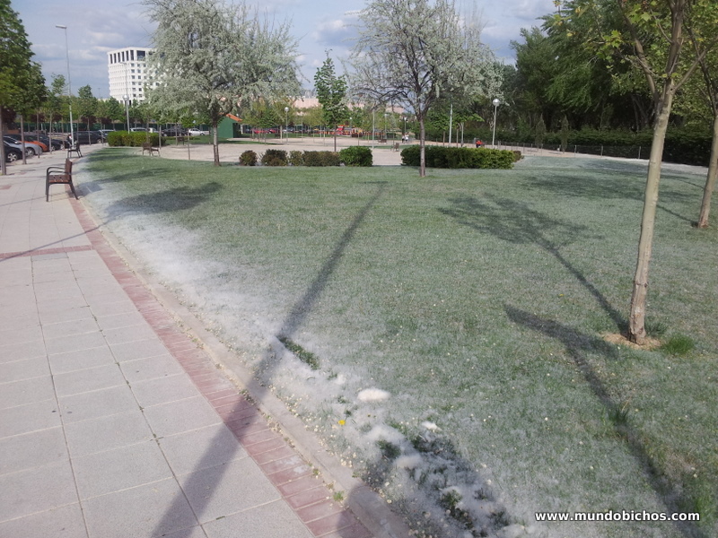 polen en alcobendas