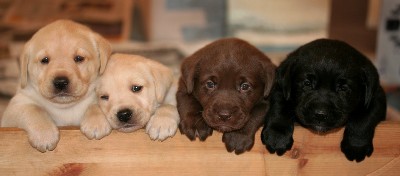 foto cachorros labrador