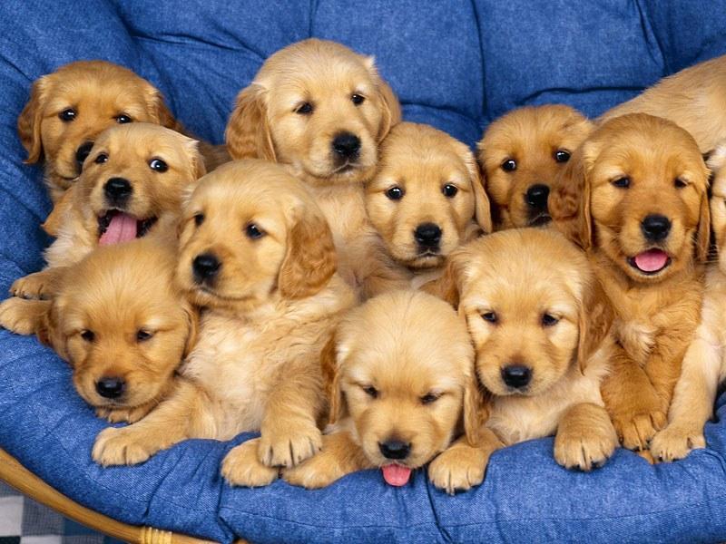 foto cachorros