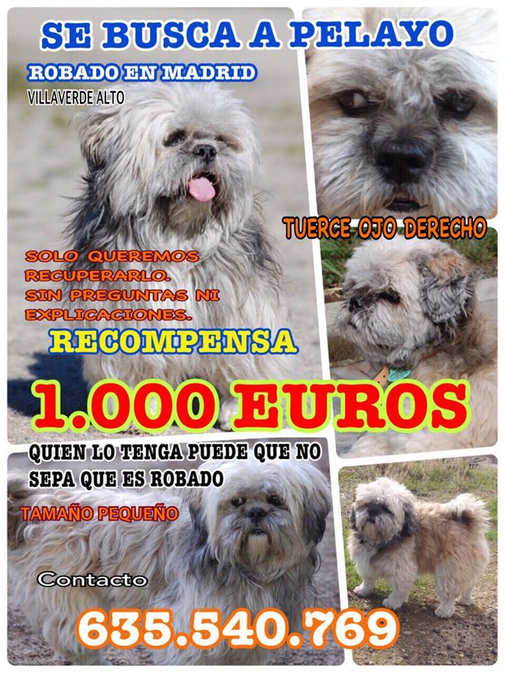 perro robado madrid