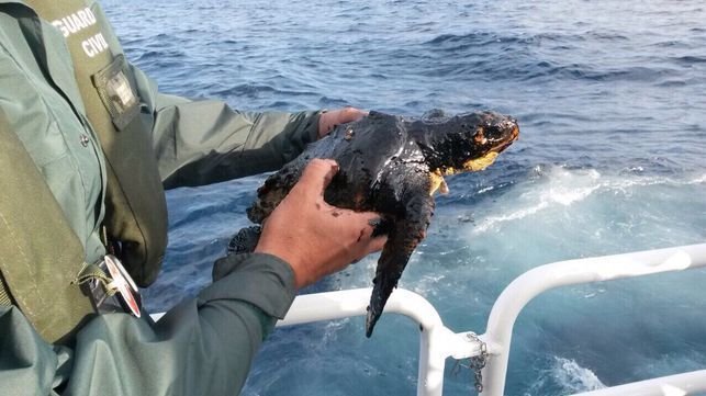 tortuga chapapote