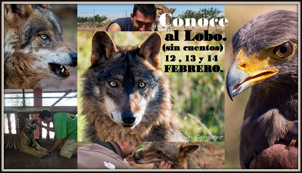 sea deseas lobos