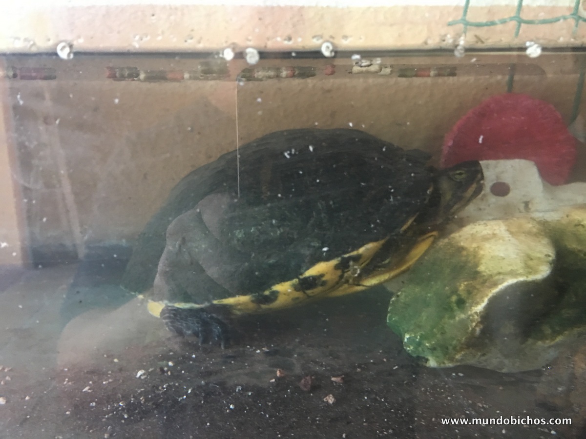 tortuga octubre