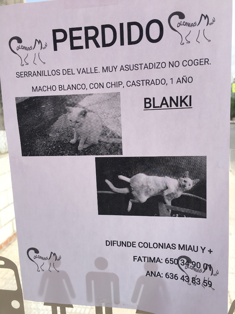 gato perdido serranillos