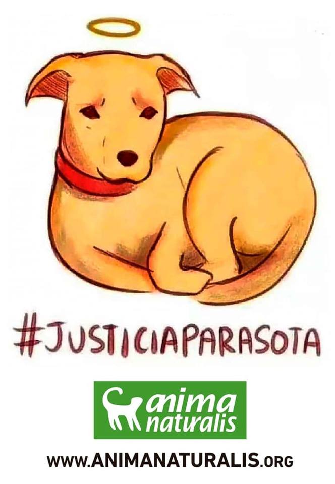 justicia para sota