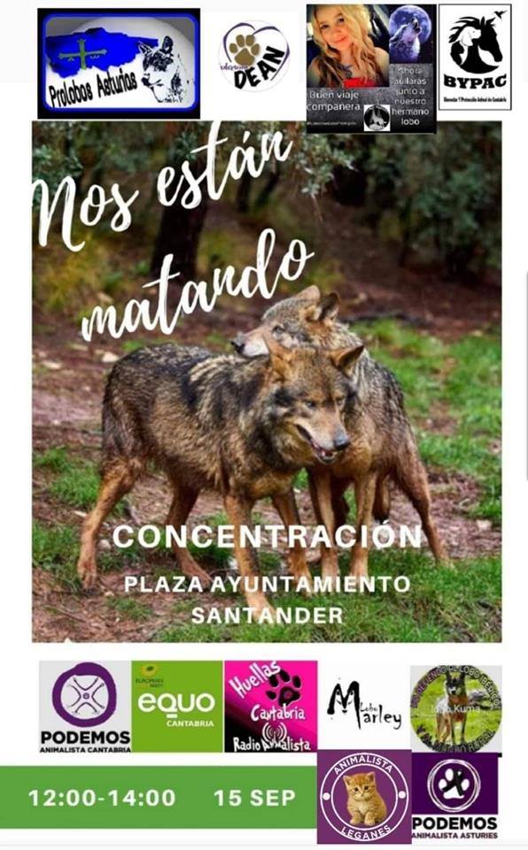 concentracion lobos santander