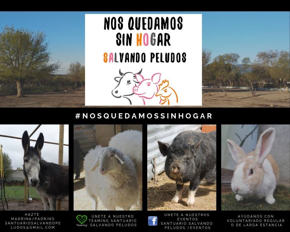 salvando peludos