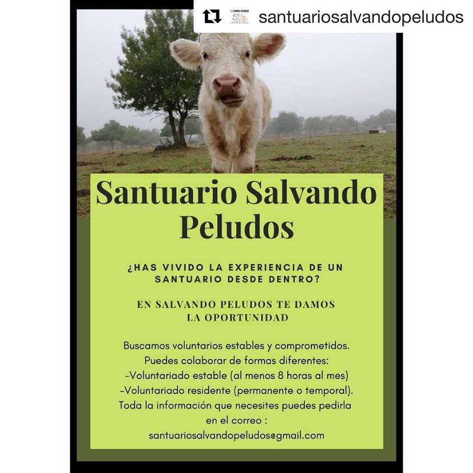 voluntarios salvando peludos
