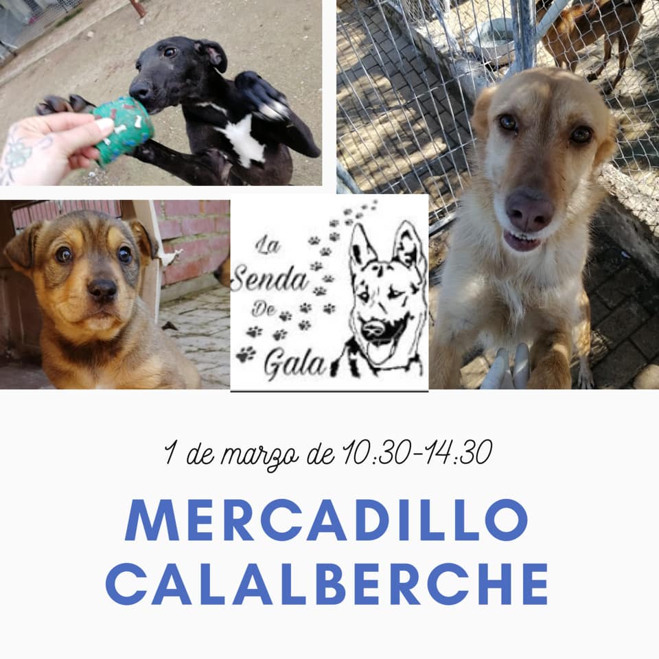 mercadillo calalberche
