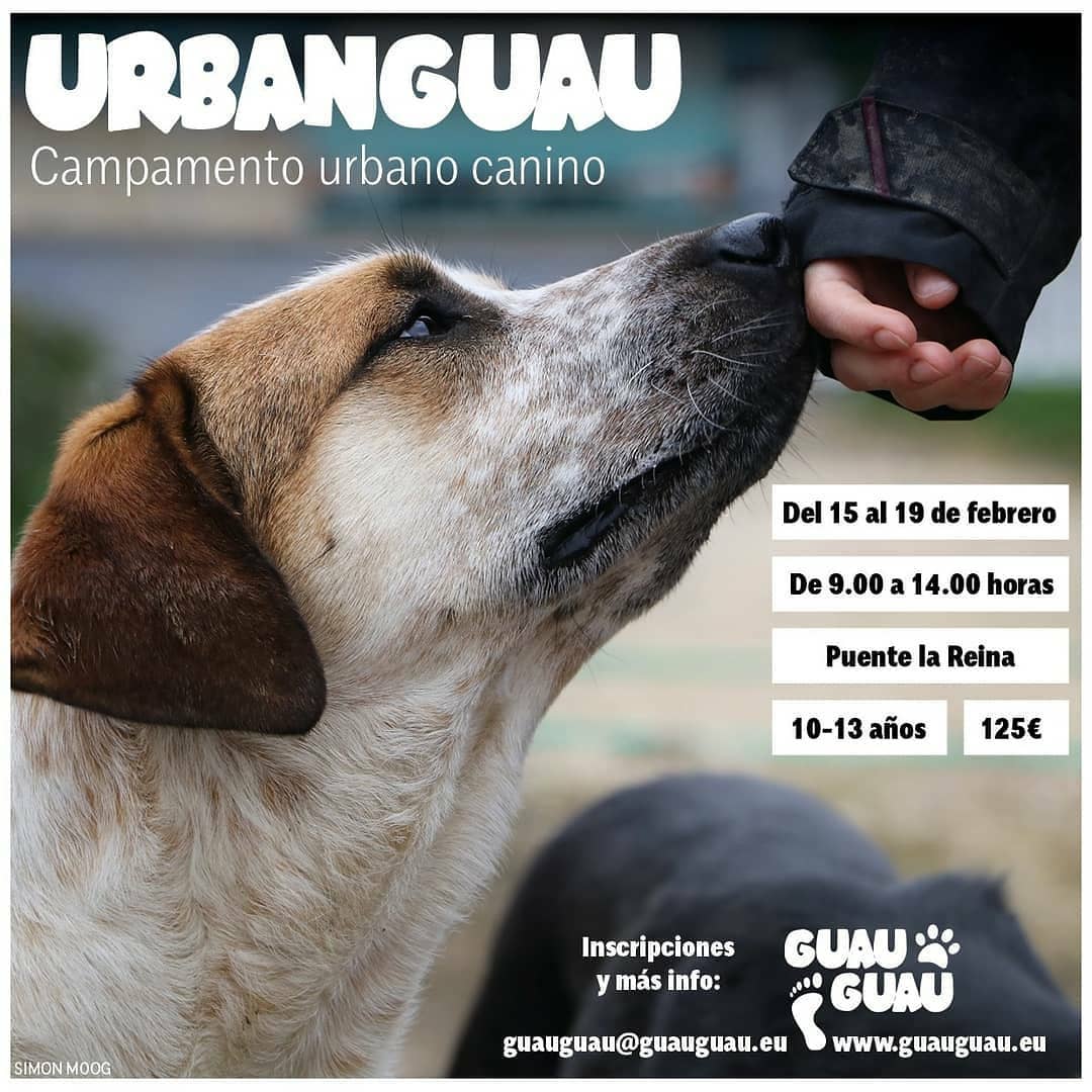 campamento canino