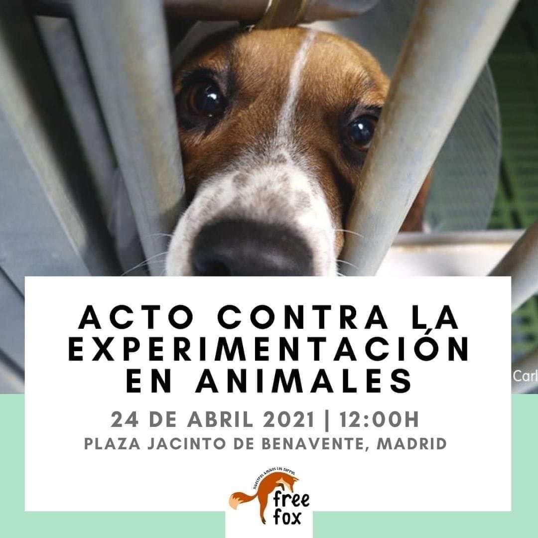 no a la experimentacion con animales