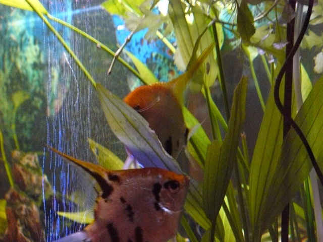 P1010471_peq.JPG