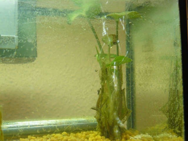 P1010479_peq.JPG