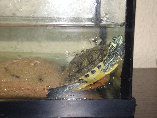 tortuga creciendo