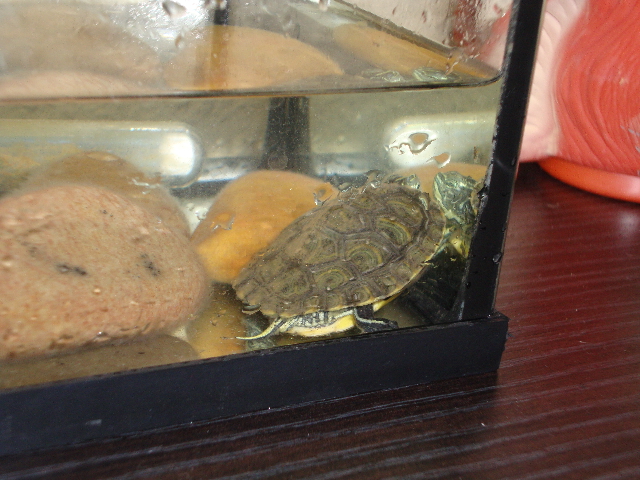 tortuga creciendo