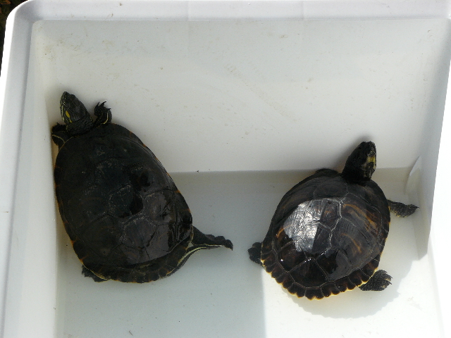 tortugas tomando el sol