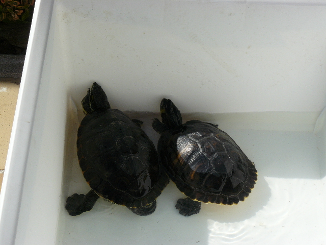 tortugas tomando el sol