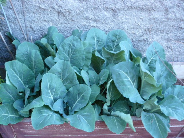 recogida acelgas