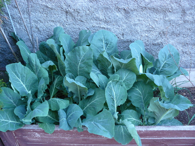 recogida acelgas