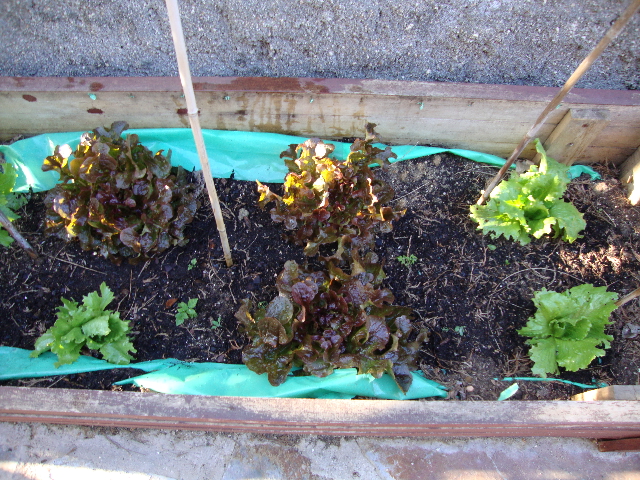 lechugas