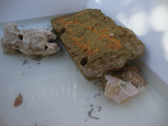 tortugas escondidas