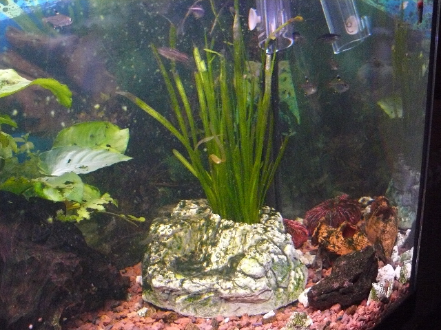 acuarios plantas