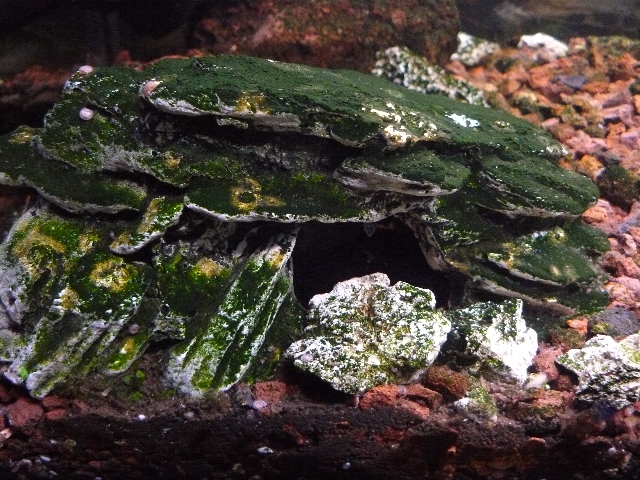 plantas acuario