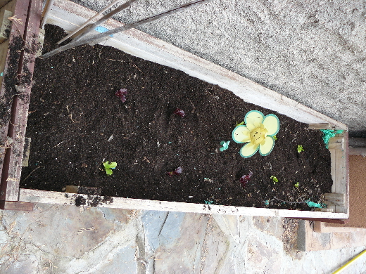 huerto casero