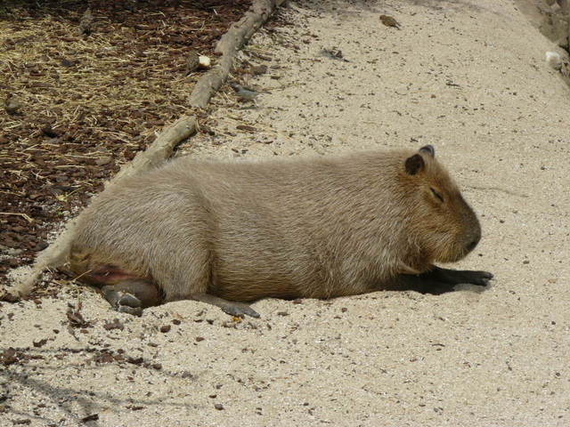 faunia verano 2010