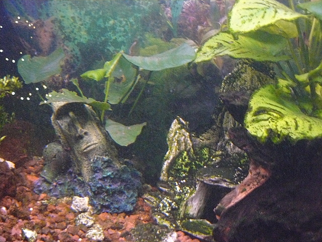 foto acuario diciembre 2010