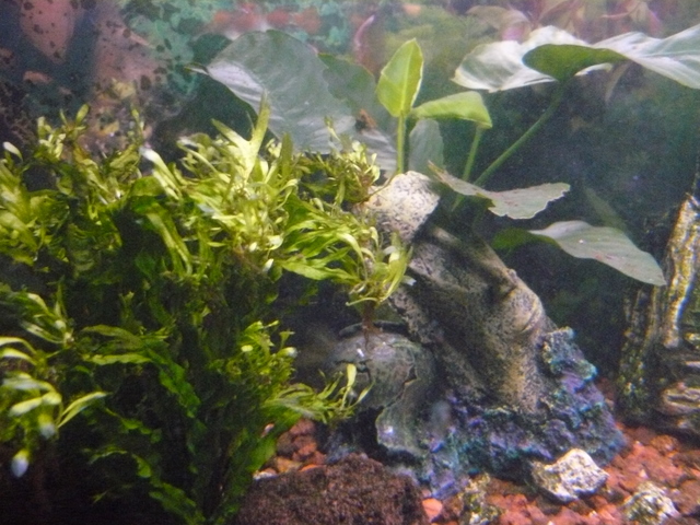 foto acuario diciembre 2010