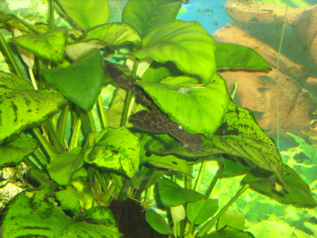 plecostomus limpiacristales 2011