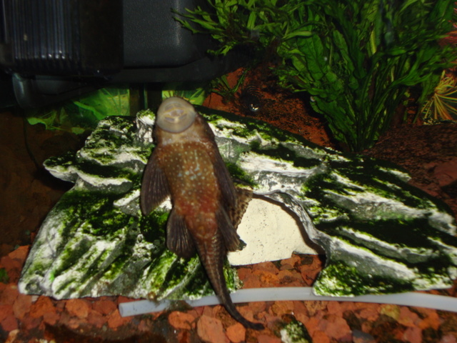 plecostomus limpiacristales 2011
