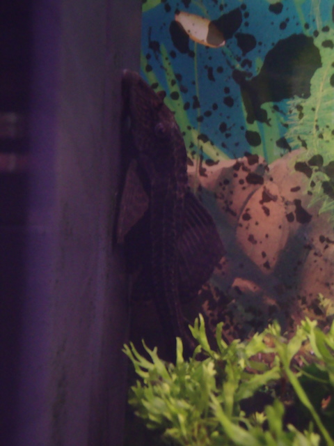plecostomus limpiacristales 2011