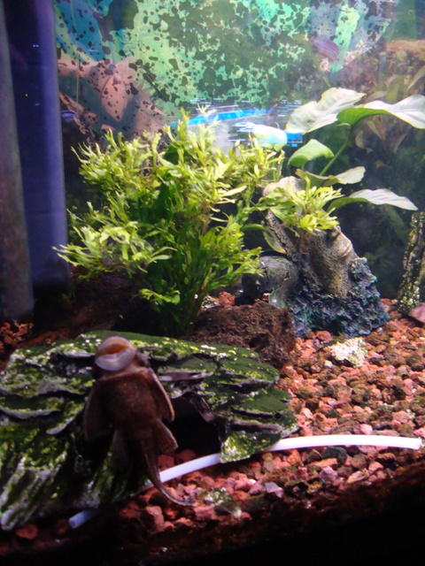 plecostomus limpiacristales 2011