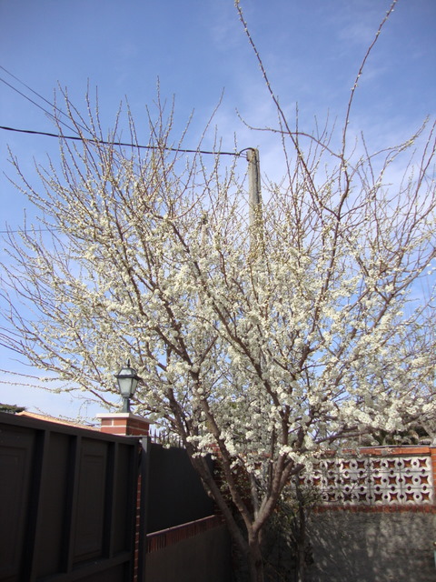 ciruelo invierno 2011