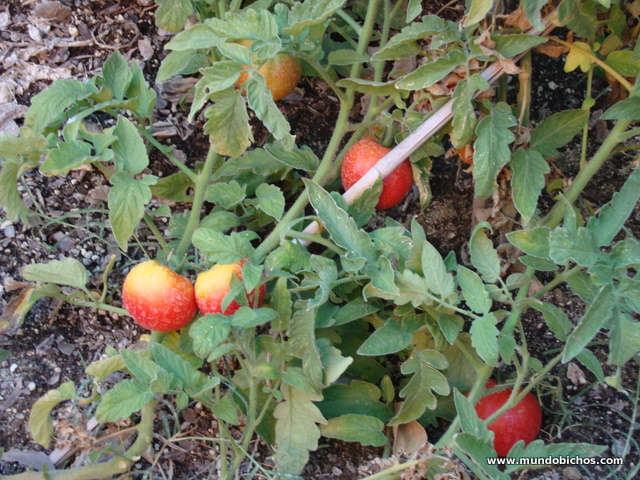 huerto septiembre 2011